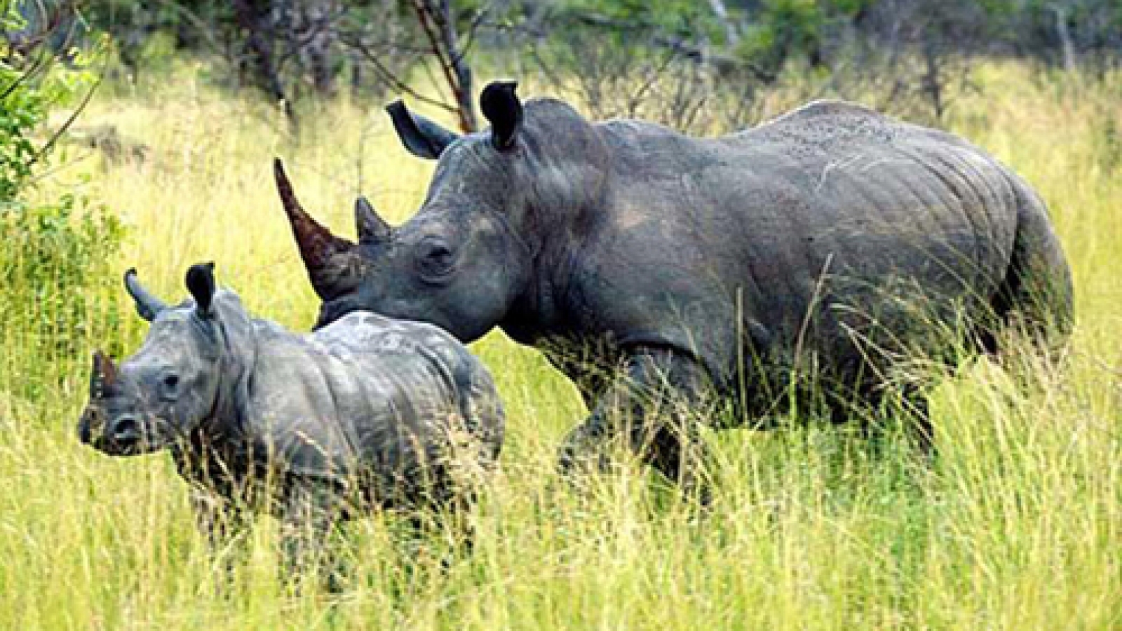 OGC cracks down on wildlife crime