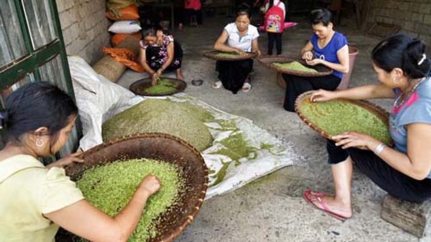 Aroma young glutinous rice of the northwest