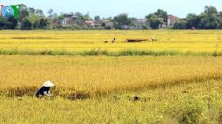Standard Chartered funds big paddy field model in Vietnam