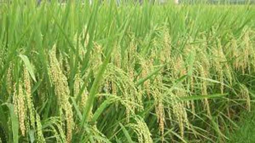 Vietnamese rice needs quality, branding improvements: experts