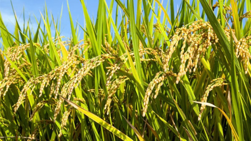 First hybrid rice R&D station opens in Red River delta