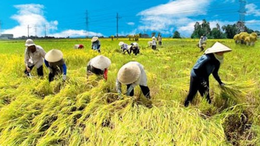 Rice export exceeds 2.8 million tonnes