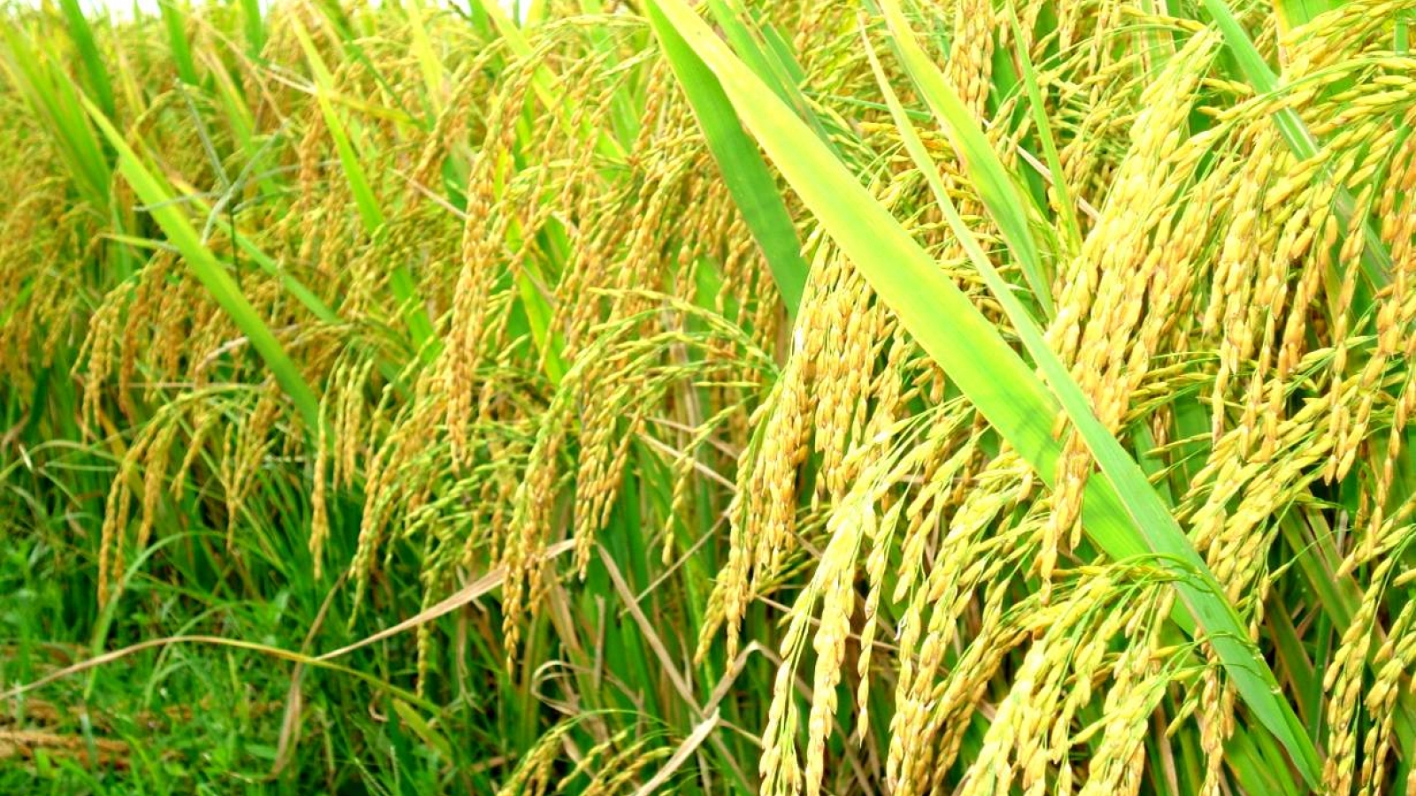 Sustainable rice production program launched in Vietnam