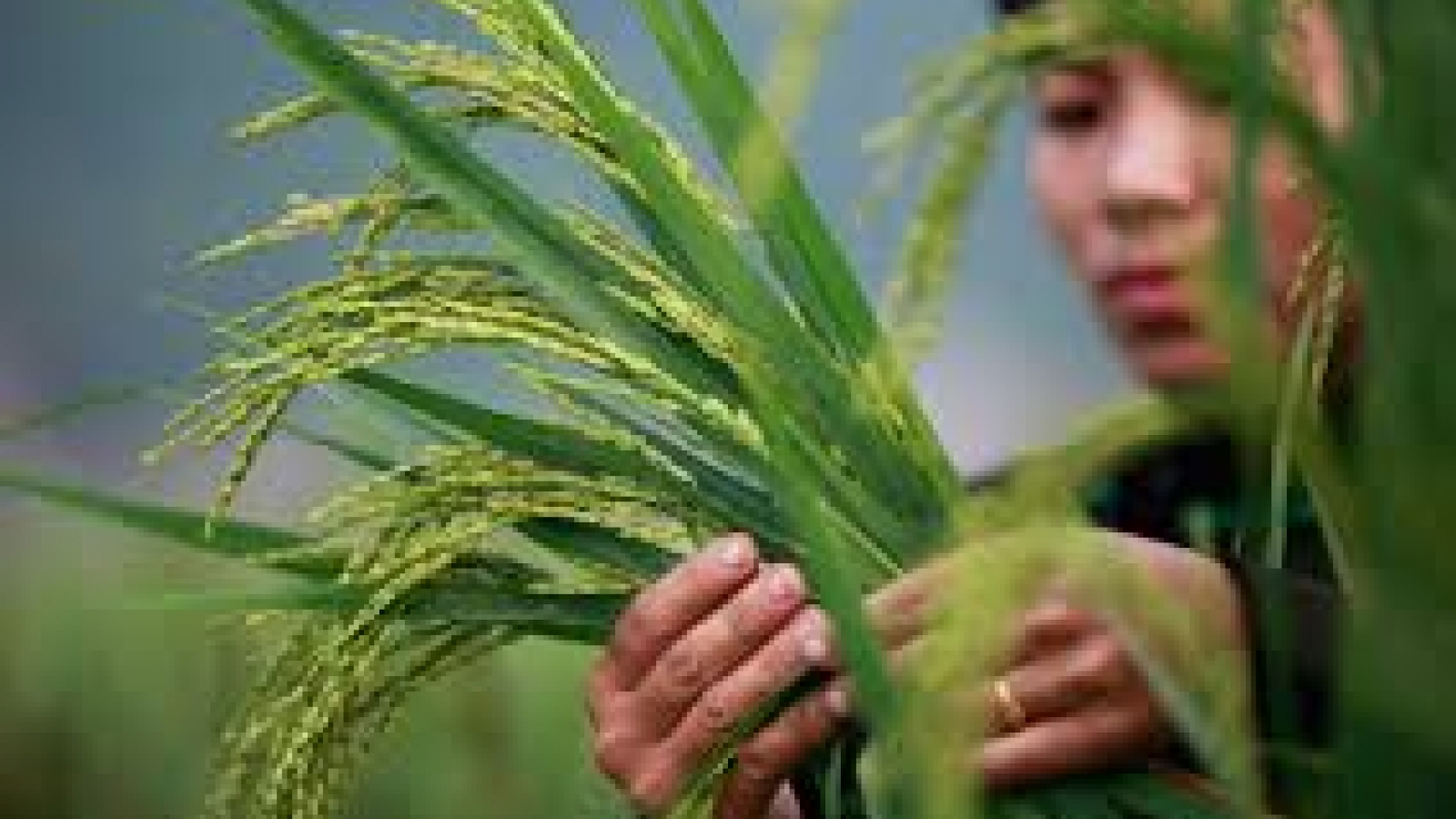 Demand from China, Africa supports Vietnamese rice prices at harvest end