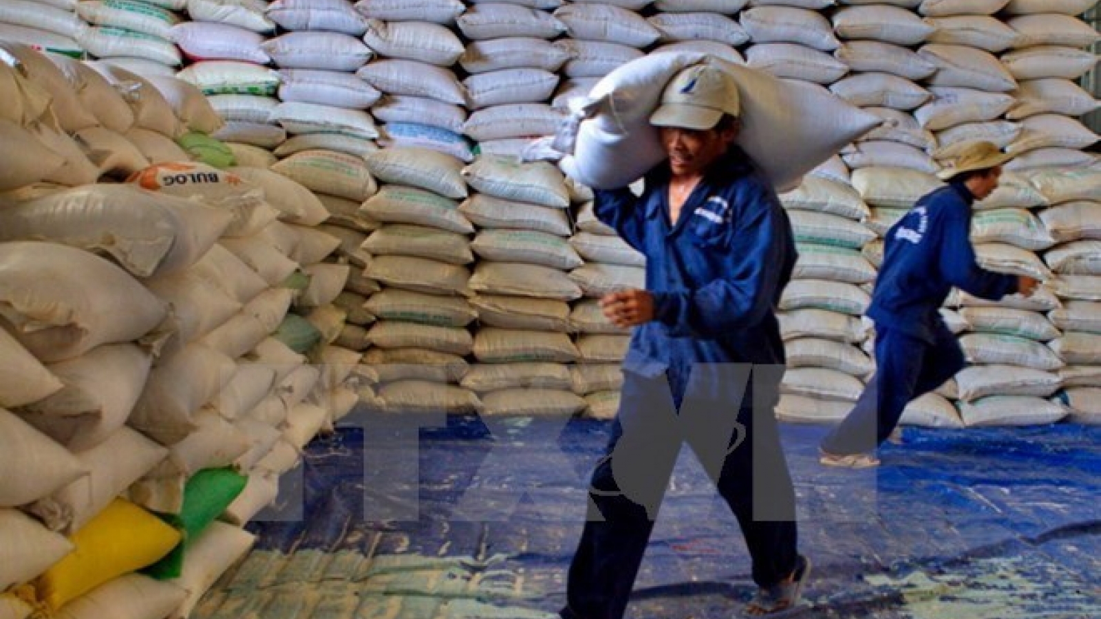 Thanh Hoa to receive over 50,000 tonnes of rice to support forest protectors