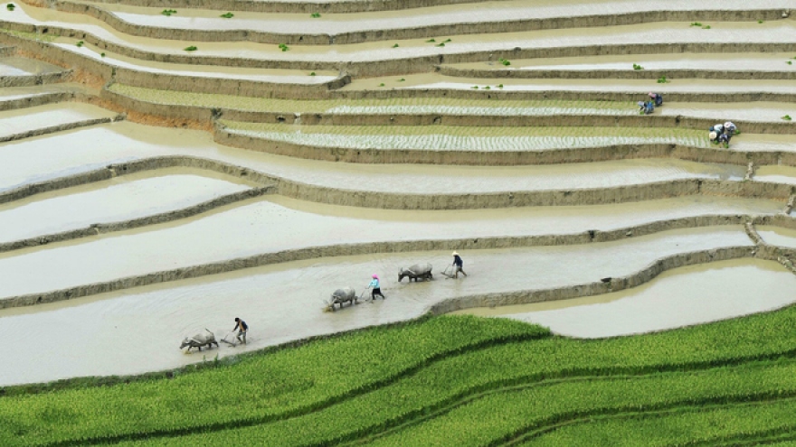 Vietnam struggles to find buyers for over 1 million tons of rice