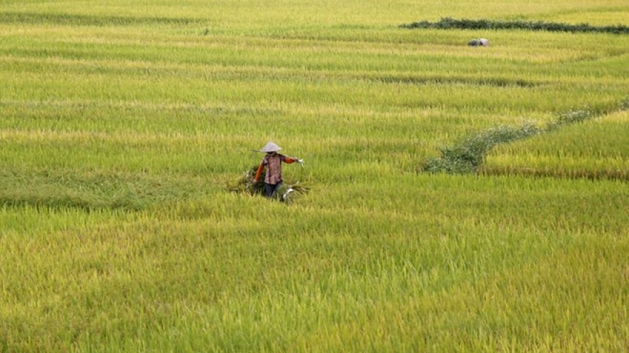 China set to cut into India, Vietnam rice exports in 2017 - USDA