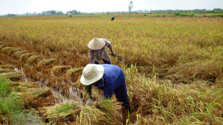 Mekong Delta improves post-harvest rice quality