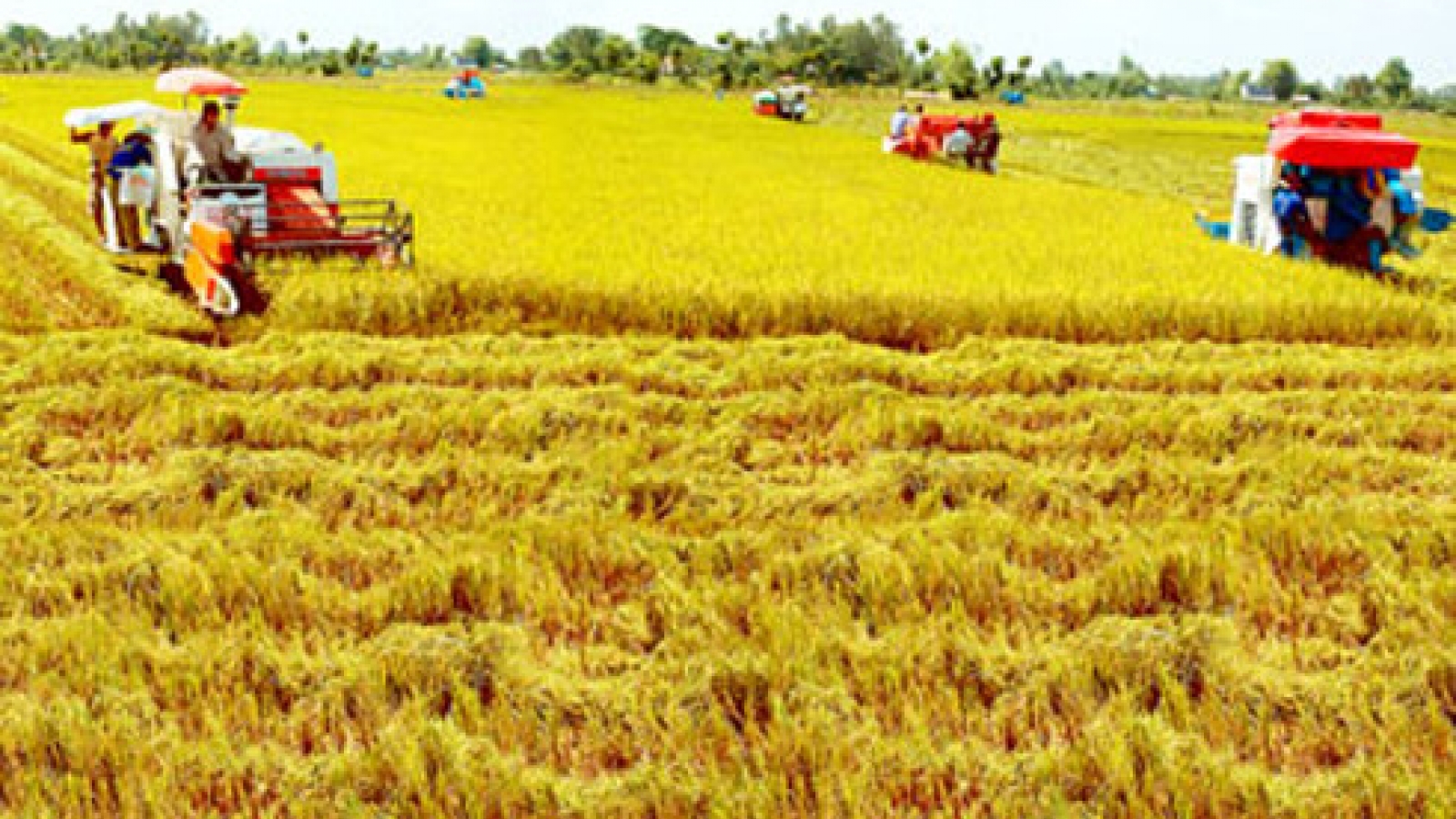 Organic rice production models to affirm Vietnam’s export status