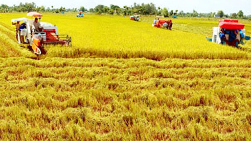 Organic rice production models to affirm Vietnam’s export status