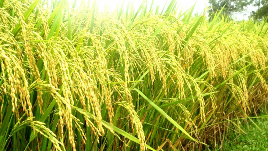 IRRI expands their administrative offices in Hanoi