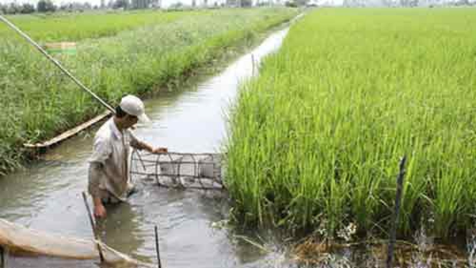 Rice-shrimp farming: an effective and sustainable production model