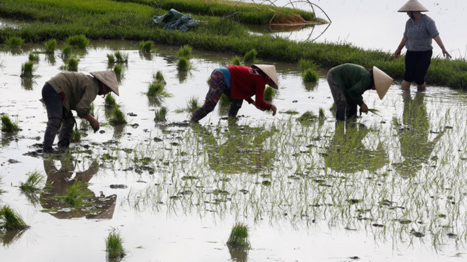 World loses its appetite for pricey Vietnamese rice