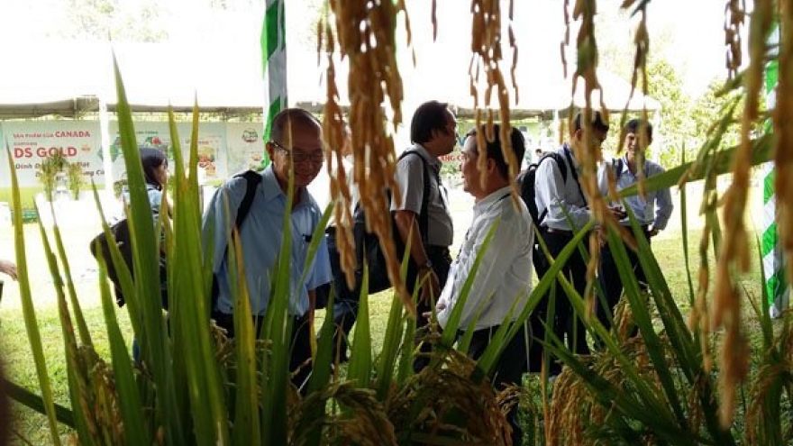Bright outlook for Vietnamese rice exporters later this year
