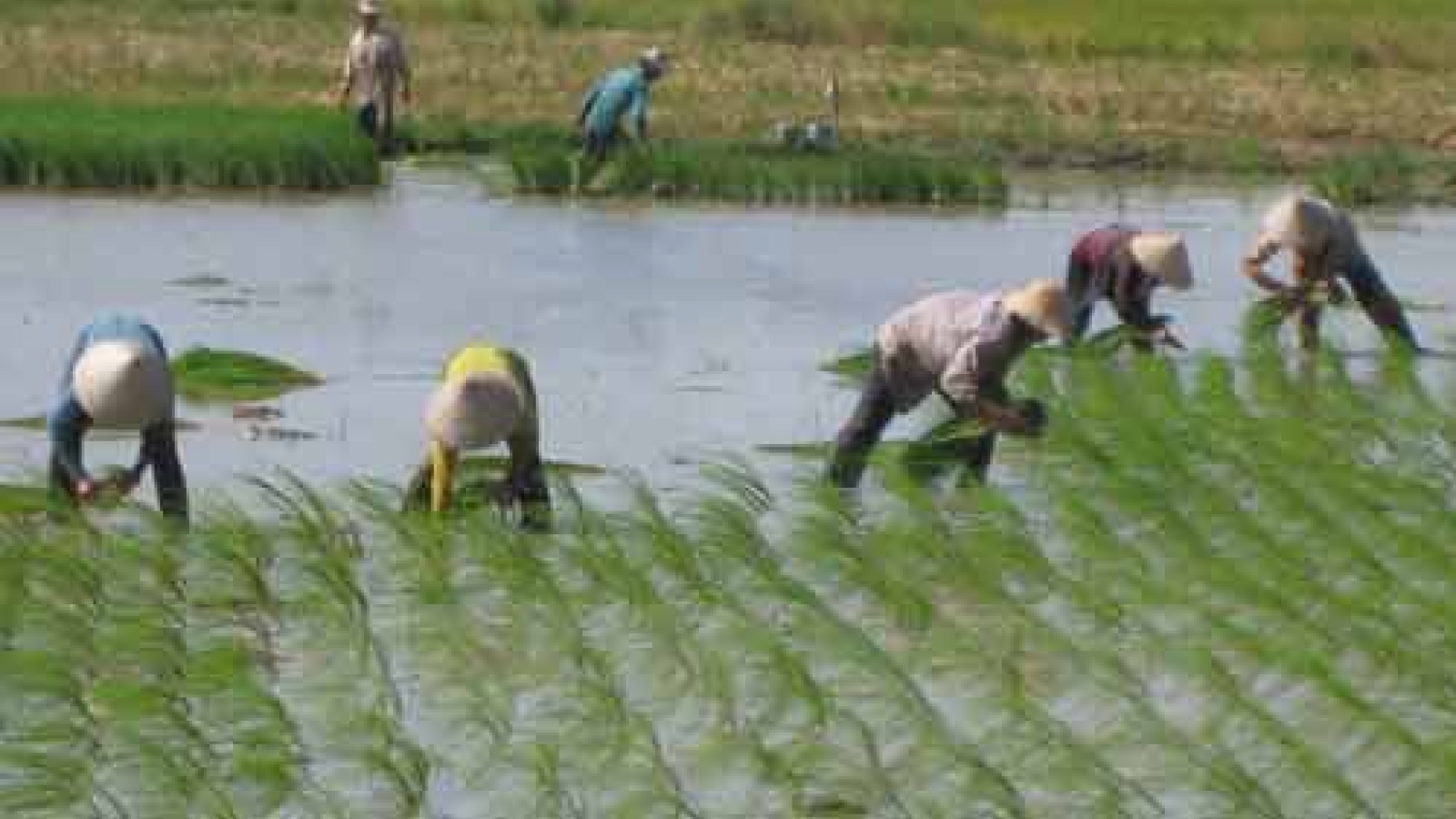 Vietnam finds it crucial to build national rice brand
