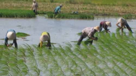 Vietnam finds it crucial to build national rice brand