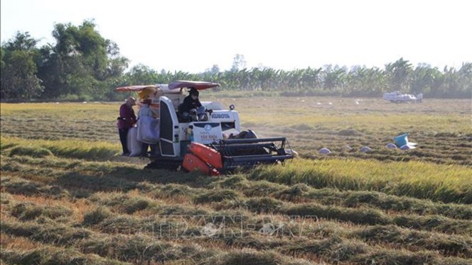 Vietnam, China look to increase rice trade cooperation