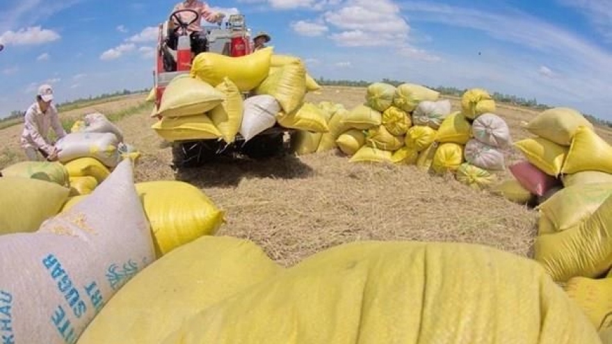 Rice exports bring home 2.24 billion USD in nine months