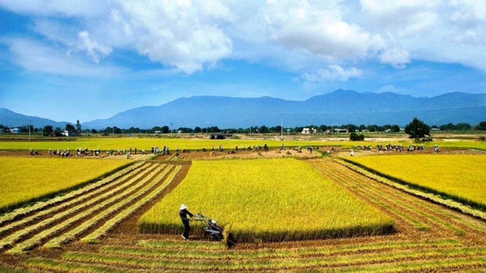 Opportunities exist for rice exports in high-end market