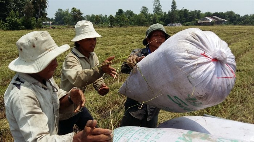 Vietnam’s rice exports at a standstill
