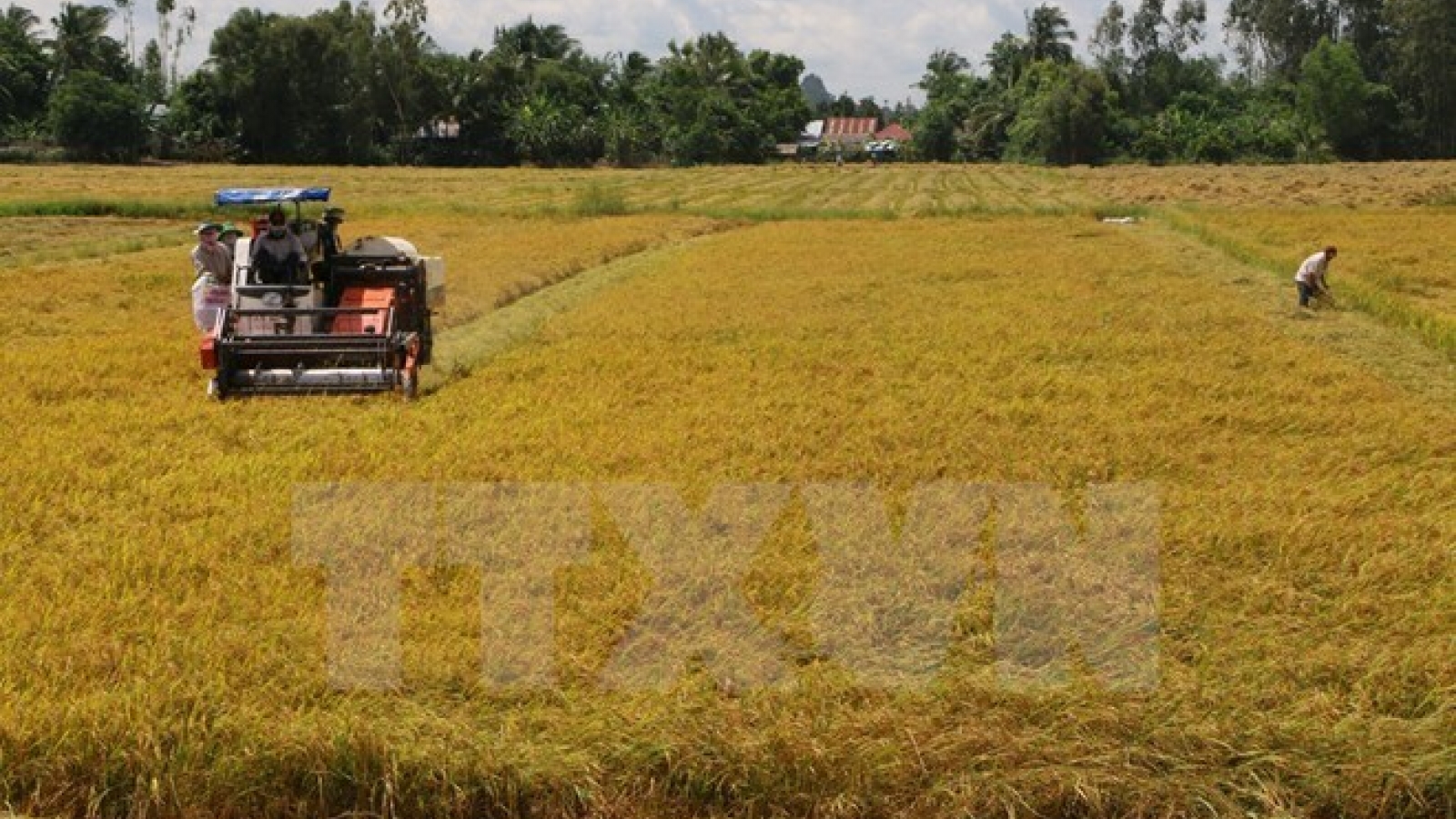 Initiatives to promote sustainable rice production honoured