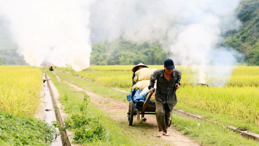 Ripening rice fields in Mai Chau