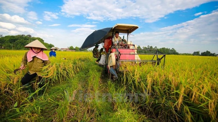 Winter-spring crop yields over 19 million tonnes of rice