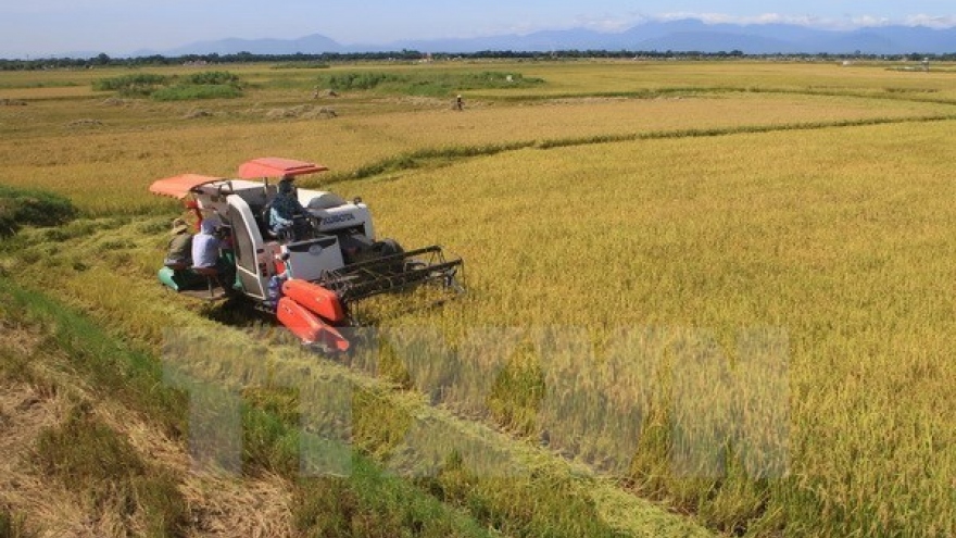 Vietnam’s rice market fares well