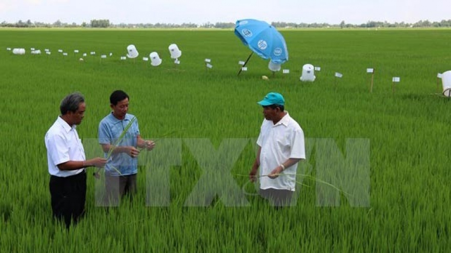 Global sustainable rice production criteria applied in Vietnam