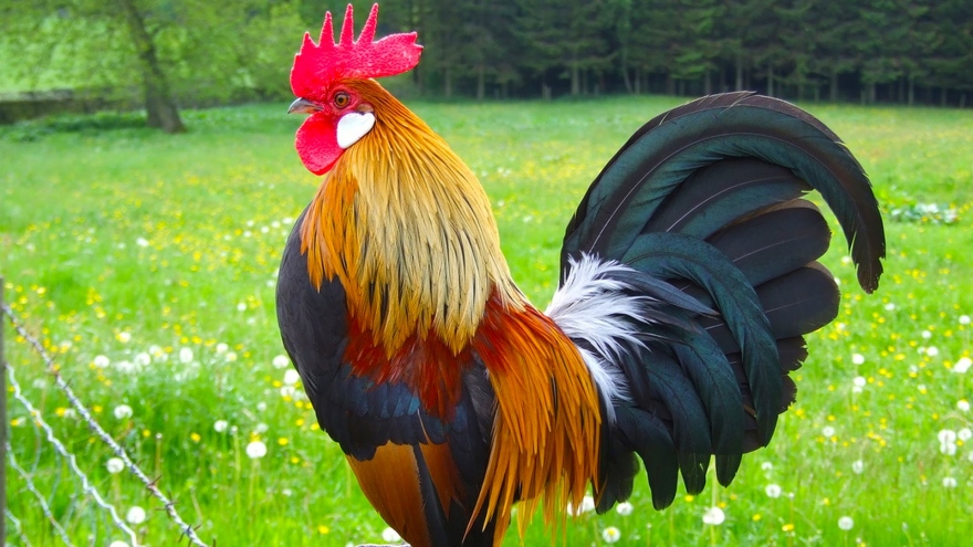 Rooster in Vietnam folklore