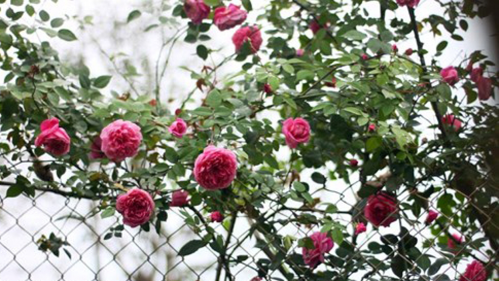 Rose prices set to soar ahead of Tet