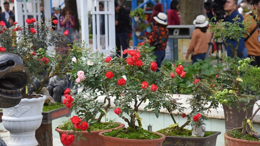 Ancient Sapa roses on show in Hanoi