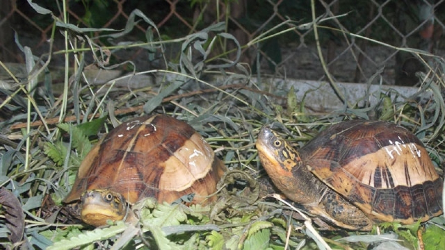 200 rare turtles die on smugglers' boat heading from Malaysia to Vietnam