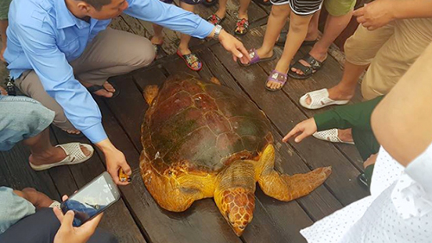 Fisherman refuses cash offer, releases rare turtle back to sea