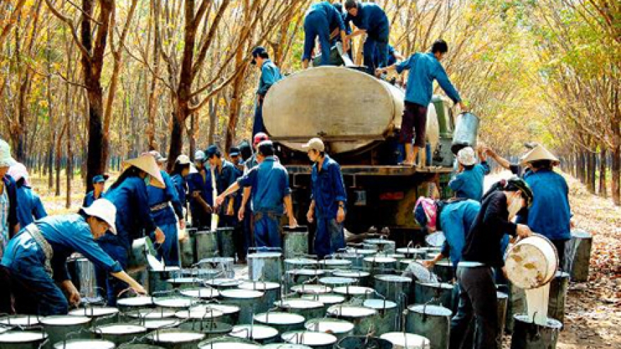 Vietnamese produce rubber, foreign-invested enterprises make tires