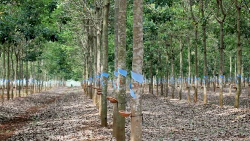 Vietnam firm to sell 20,000ha rubber project to China if debt bailout plan fails