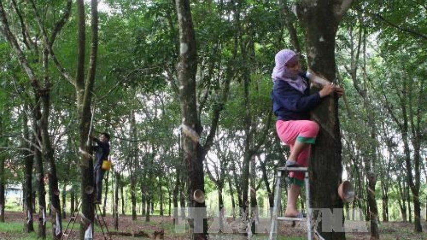 Centre for rubber science, technology to be established