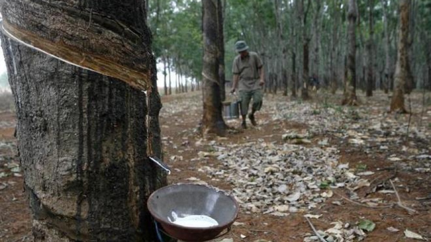 Vietnamese rubber growers plan sell-offs as prices crash