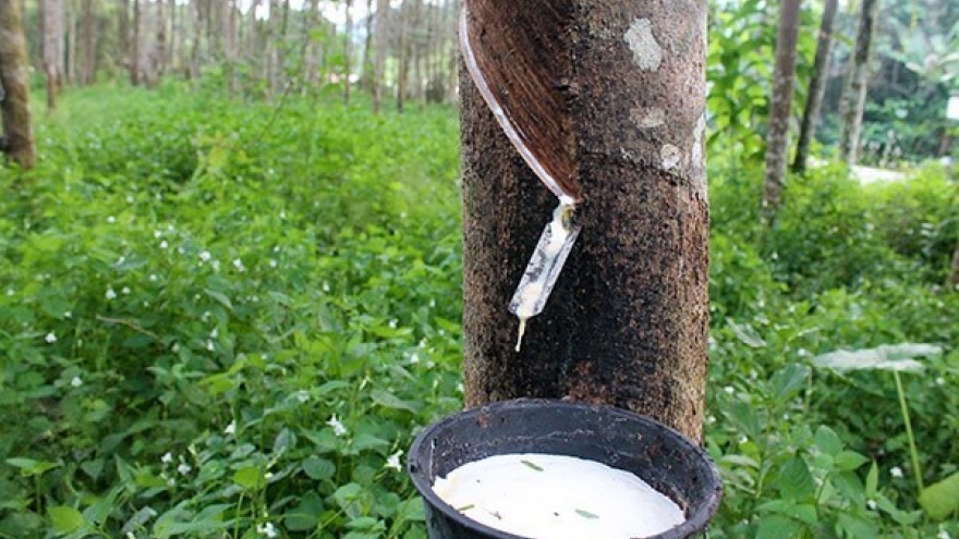 Vietnamese rubber cultivation firms gather in Cambodia