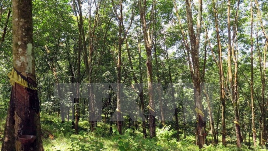 Quang Tri signs rubber plantation contract with Laos