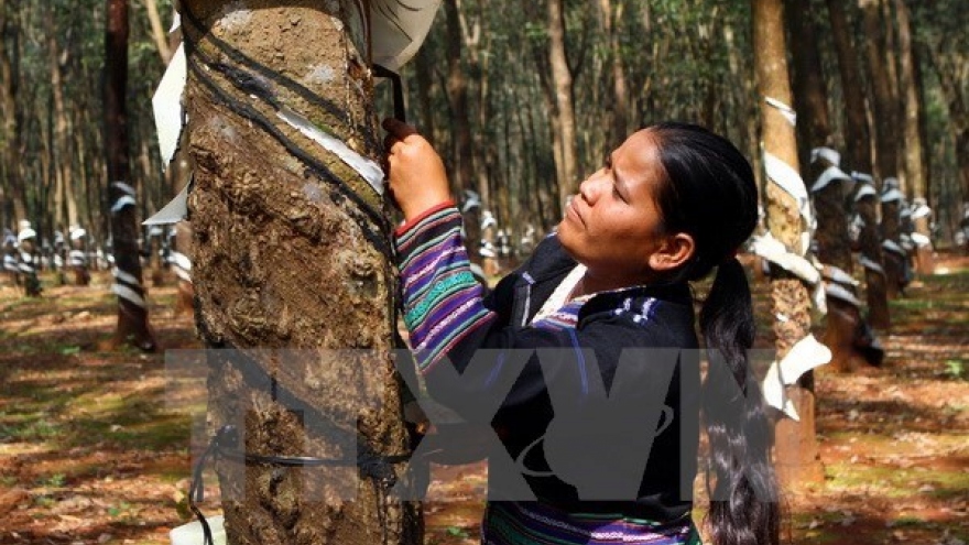 Workshop promotes sustainable rubber planting