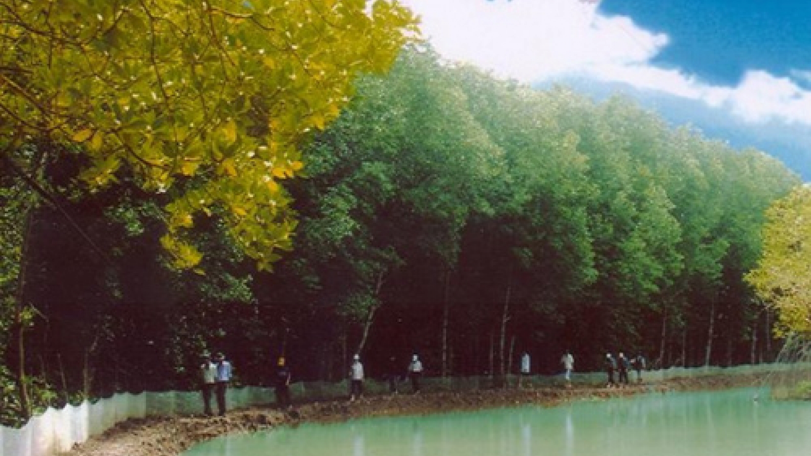 Aquaculture under forest canopy helps Tra Vinh mangrove trees revive