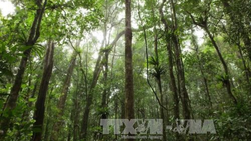 
        Central Highlands region promotes sustainable forest management
                              