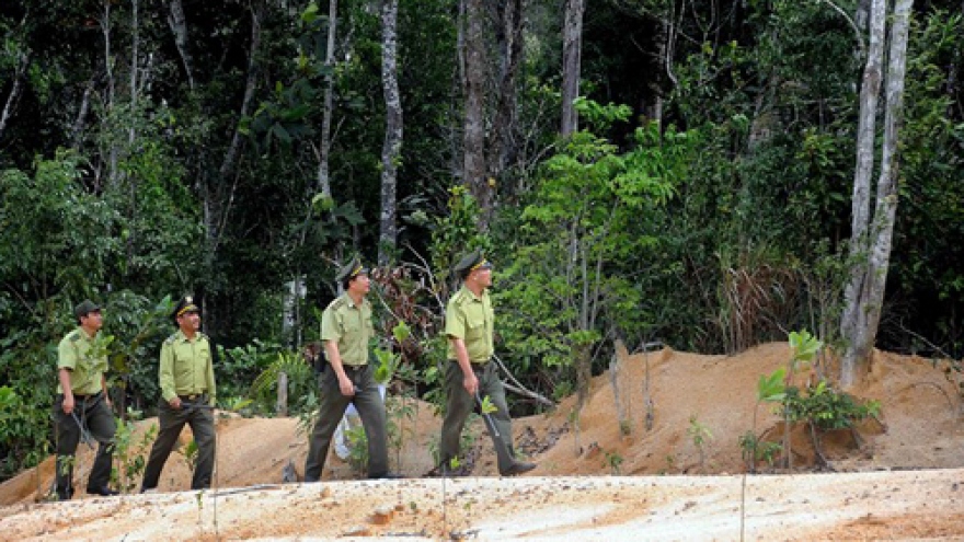 Tuyen Quang aims for more certified forest areas