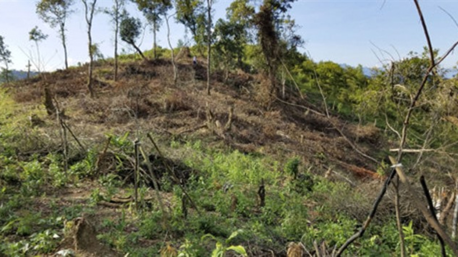 Australia helps Vietnam with sustainable forest management