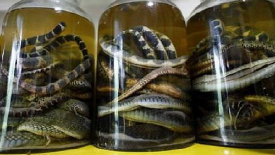 Russian man dodges jail time thanks to fake Vietnamese cobra wine