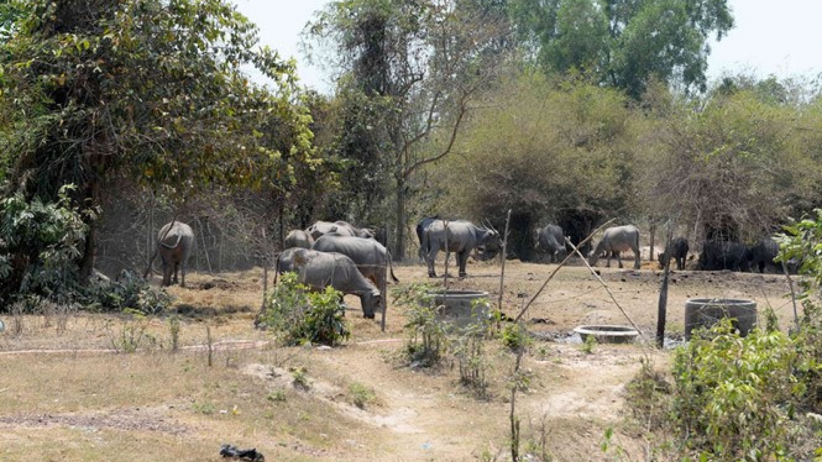Saigon safari park has new investor after years of delay