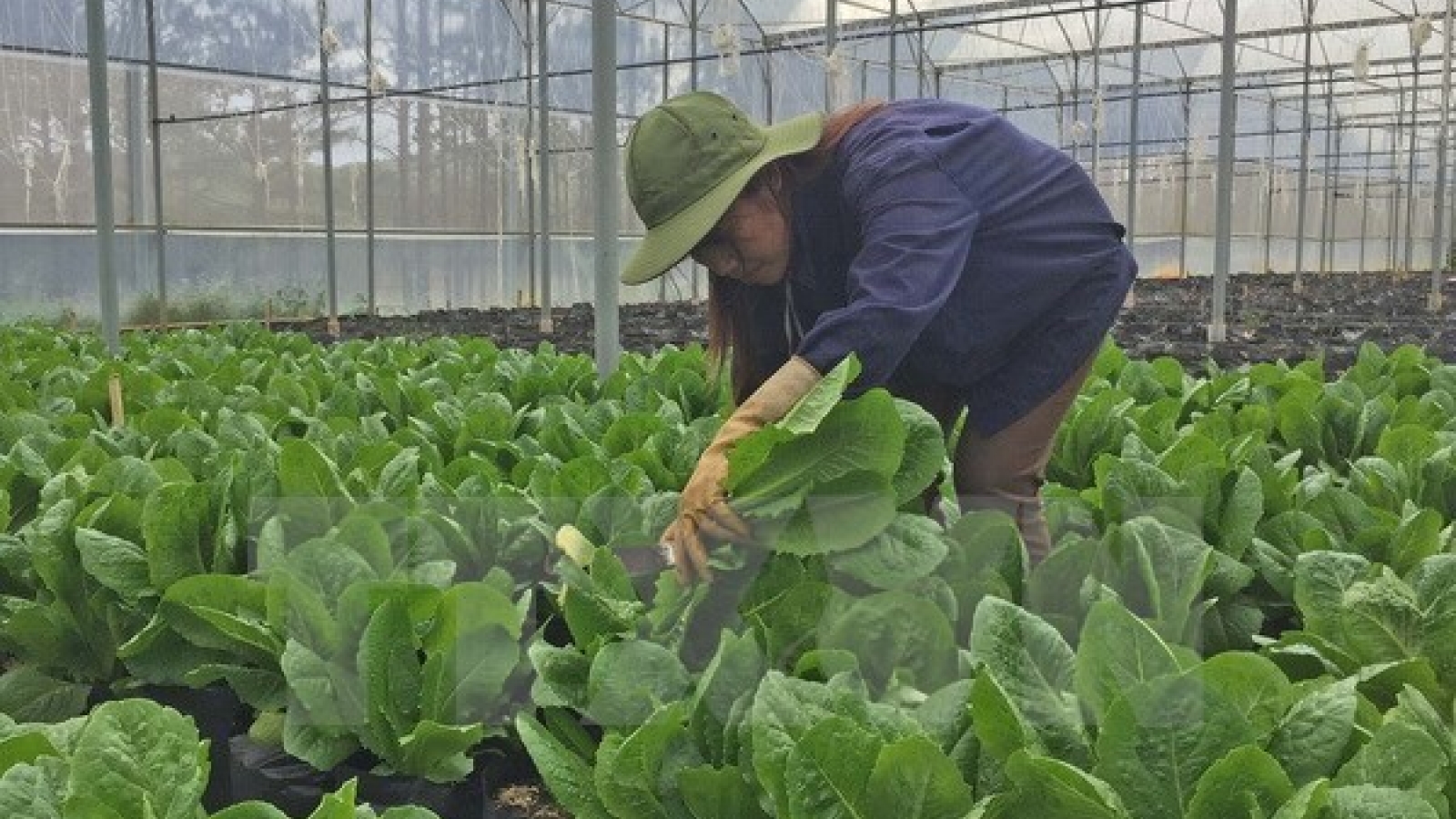 Israel assists Dien Bien farmers in growing safe vegetables