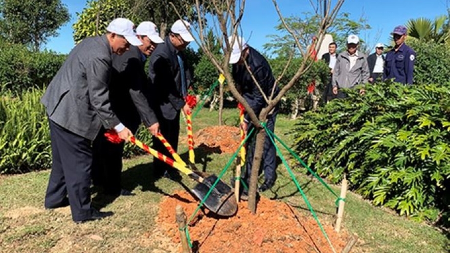 Japanese cherry trees planted in Da Lat city