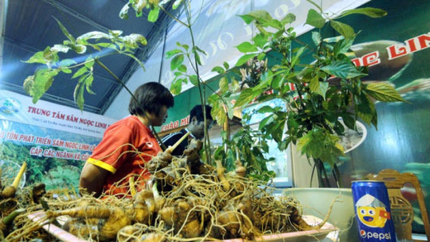 Increasing investment in Ngoc Linh ginseng